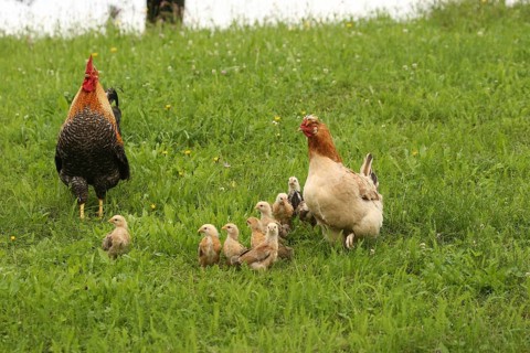 Domestic chicken, rooster and a few days old youngsters looking for food in a meadow, free-range,