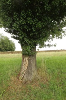 Ivy (Araliaceae) with arm-thick roots climbing up an old pear tree (Pyrus), Mostviertel, Lower