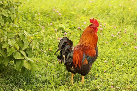 Domestic rooster in colourful flower meadow, free-range, organic farming, Lower Austria, Austria,