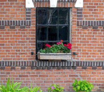 A window in a brick wall with a flower box full of red geraniums surrounded by green plants,