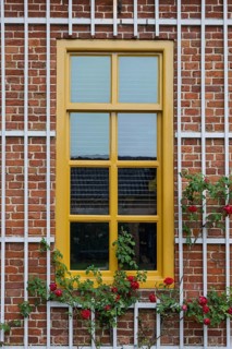 Yellow window with climbing rose, Province of Groningen, Netherlands