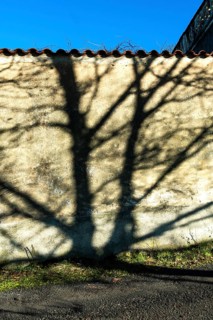 Long shadows of trees stretch across a textured wall, illuminated by soft morning sunlight. The