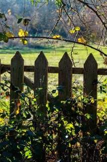 A wooden fence with pointed tops stands amidst vibrant green grass and foliage. The scene reflects