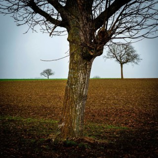 Two solitary trees rise from a barren field, their branches bare against the overcast sky. Limagne