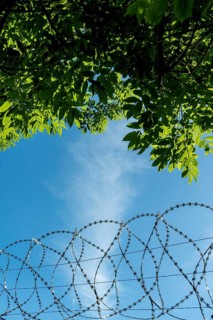 Bright green leaves create a natural frame against a vibrant blue sky, with a barbed wire fence