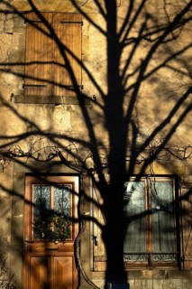 A tree's intricate shadows dance on an aged stone wall, creating a striking contrast with a rustic