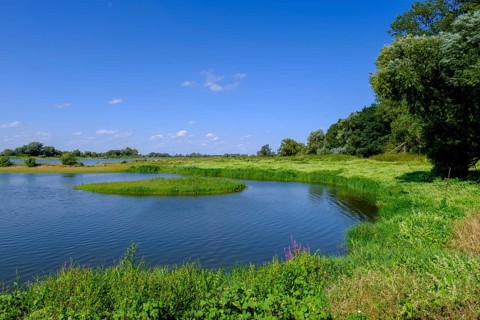 Reed edge on the Elbe near Havelberg, Saxony-Anhalt, Germany
