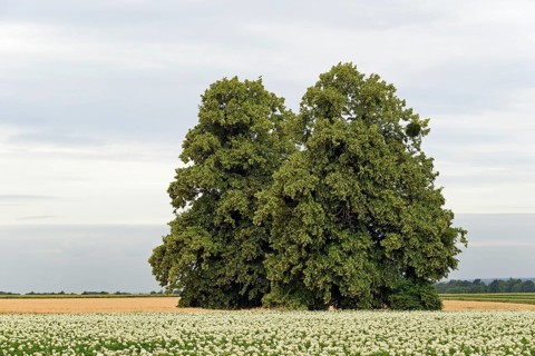 Deciduous trees, lime tree (Tilia) in a field with potato plants (Solanum tuberosum) at flowering