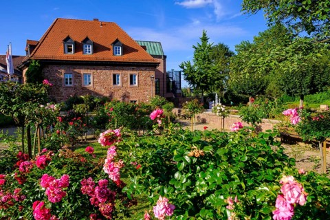 Rosengarten and Roman Museum Obernburg, am Main, Lower Franconia, Franconia, Germany