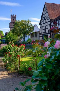 Rose Garden and Roman Museum, Almosenturm, Obernburg, am Main, Lower Franconia, Franconia, Germany