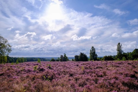 Heath on Wietzer Berg, broom heather blossom, Südheide, Lüneburg Heath, near Faßberg, Lower Saxony,