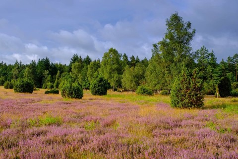 Ellerndorfer Heide, broom heather blossom, Südheide, Lüneburg Heath, near Eimke, Lower Saxony,