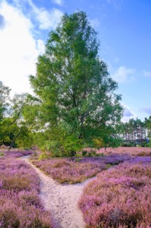 Heath on Wietzer Berg, broom heather blossom, Südheide, Lüneburg Heath, near Faßberg, Lower Saxony,