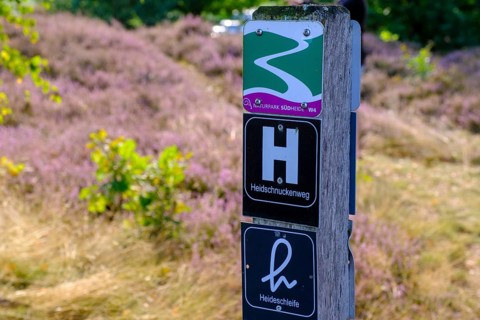 Heidschnuckenweg, heath on Wietzer Berg, broom heather blossom, Südheide, Lüneburg Heath, near
