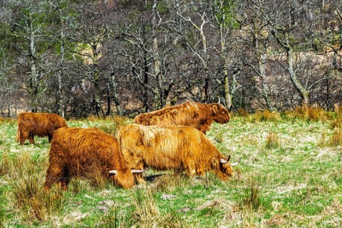 Highland Cattle, Scottish breed of rustic cattle, Highland, Scotland, UK