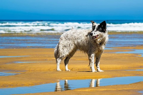 Dog on Contis beach, Saint Julien en Born, Saint-Julien-en-Born, Landes, France