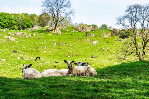 Sheep and farm in Lake District National Park, Coniston Water, Cumbria, England, United Kingdom