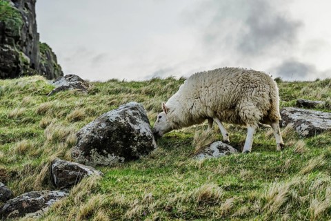 Sheeps on farms over Neist Point Lighthouse, Isle of Skye, Scotland, UK