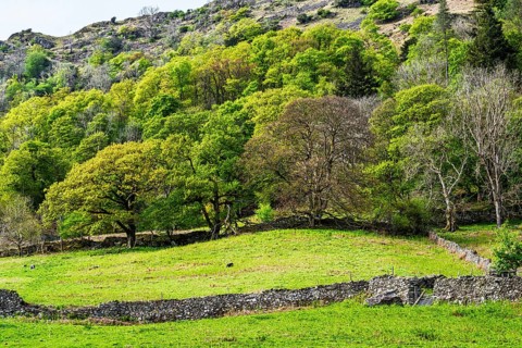 Rydal Water, Rydal, Ambleside, Lake District, Westmorland, Cumbria, England, United Kingdom