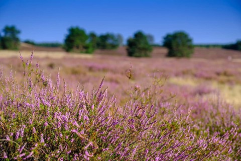 Broom heather blossom, Nemitzer Heide, Wendland-Elbe nature park Park, Lower Saxony, Germany