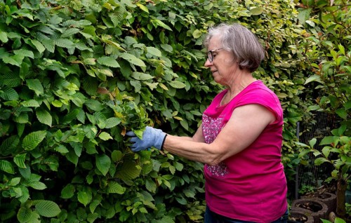 Elderly woman gardening, cutting, trimming hedge, wearing gloves, Stuttgart, Baden-Württemberg,