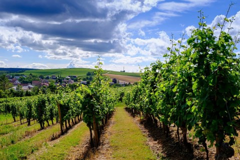 Weinheim in the vineyards at the Weinheimer Trift natural monument, near Alzey, Rhine-Hesse region,