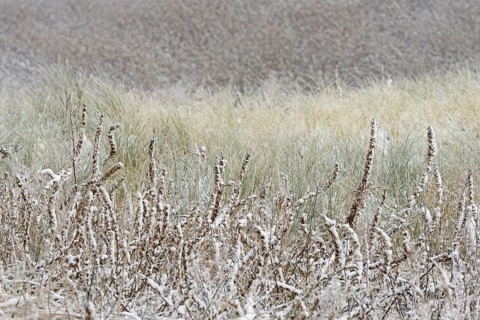 Winter day, onset of winter, snow lies in the dune landscape of Norddeich, North Sea, Lower Saxony,