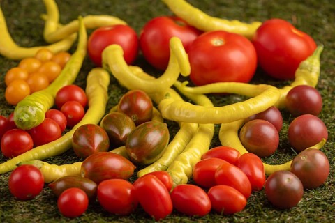 Varied arrangement of tomatoes and peppers on green grass