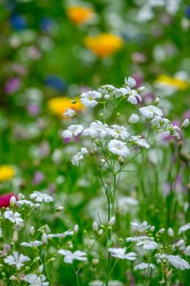 Summer gypsophila (Gypsophila elegans), Münsterland, North Rhine-Westphalia, Germany