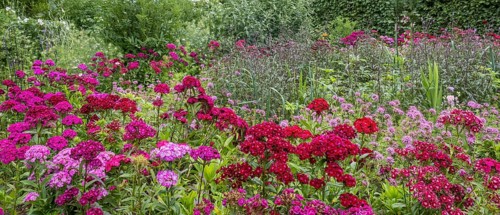 Flower bed with bearded carnations (Dianthus barbatus), North Rhine-Westphalia, Germany