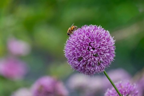 Ornamental leek (Allium sp.), inflorescence, North Rhine-Westphalia, Germany