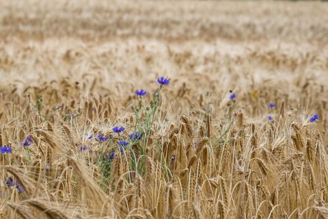 Cereal field with cornflowers, Münsterland, North Rhine-Westphalia, Germany
