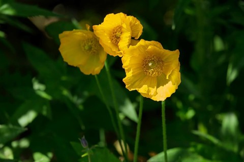 Yellow poppy, Iceland poppy (Papaver nudicaule), North Rhine-Westphalia, Germany
