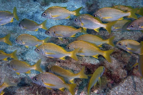 Grey-yellow fish, bastard grunts (Pomadasys incisus), move as a school over the rocky seabed. Dive
