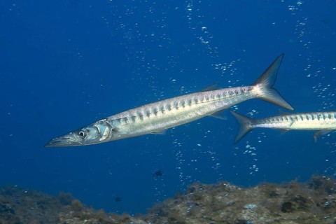 Elongated fish, barracuda (Sphyraena viridensis), move quickly through the blue water. Dive site