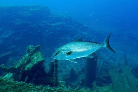 Eye-stripe amberjack (Seriola rivoliana) swims elegantly over the ruins of a sunken shipwreck. Dive