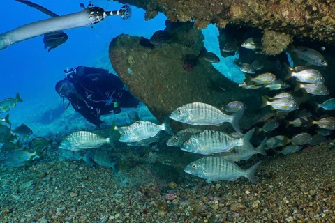 A diver explores a school of marble bream (Lithognathus mormyrus) near a wreck. Dive site Wreck of