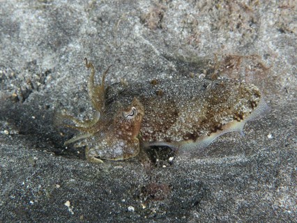 Common cuttlefish (Sepia officinalis) juvenile on the sandy seabed. Dive site Playa, Los