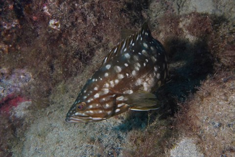 A spotted macaroni grouper (Mycteroperca fusca) swims near a rock on the seabed. Dive site Punta