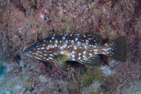 A spotted macaroni grouper (Mycteroperca fusca) swims along a wall covered with algae. Dive site