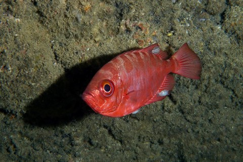 Lively red fish, bigeye perch glass eye (Heteropriacanthus cruentatus) . Dive site Los
