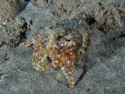 Common cuttlefish (Sepia officinalis) juvenile with sand-like pattern on the seabed. Dive site