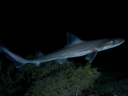 Elegant Common smooth-hound (Mustelus mustelus) swims through dark water at night. Dive site Playa,