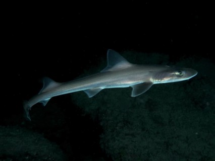 Slender smooth-hound (Mustelus mustelus) glides through the dark underwater world. Dive site Playa,