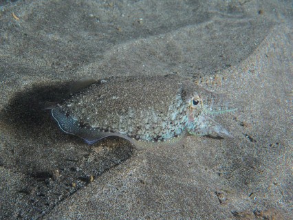 A Common cuttlefish (Sepia officinalis) juvenile, resting on the seabed, half covered by grey sand.