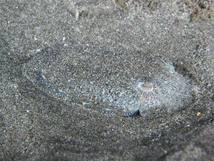 A Common cuttlefish (Sepia officinalis) juvenile, camouflaged in the sand, difficult to recognise