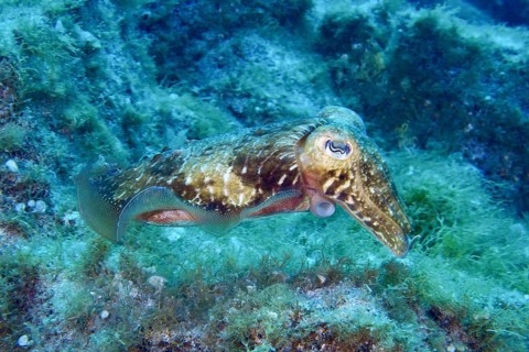 A Common cuttlefish (Sepia officinalis) floats above the green algae on the seabed. Dive site Cueva