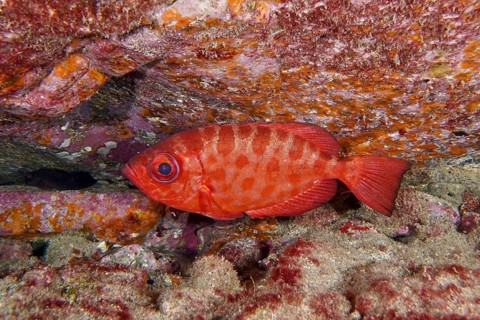 Red patterned bigeye glass eye (Heteropriacanthus cruentatus) in front of coloured rocks. Dive site