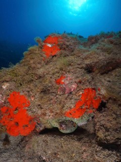 A well-camouflaged Common Octopus (Octopus vulgaris) hides in a crevice surrounded by bright red