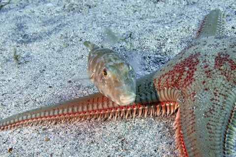A pearled pufferfish (Sphoeroides spengleri) swims above a large starfish on the bottom. Dive site